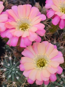Lobivia pampana